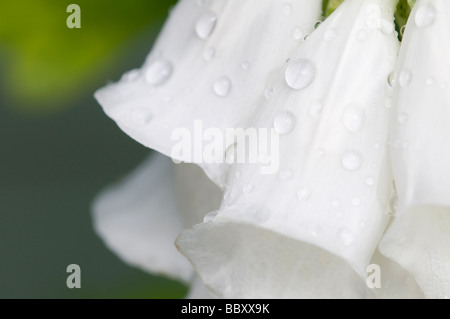rain drops on white foxglove flowers Stock Photo