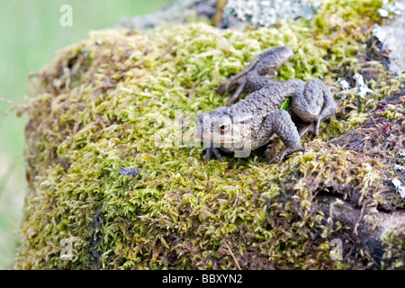 Toad On Rocks Common toad on rocks in nature Stock Photo - Alamy