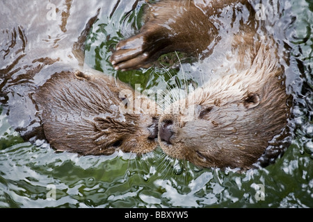 two otters swimming face to face in water closeup Stock Photo