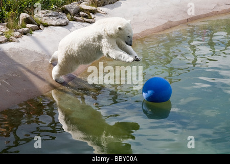 big polar bear playing with ball in water Stock Photo