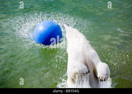 big polar bear jumping in water with ball Stock Photo