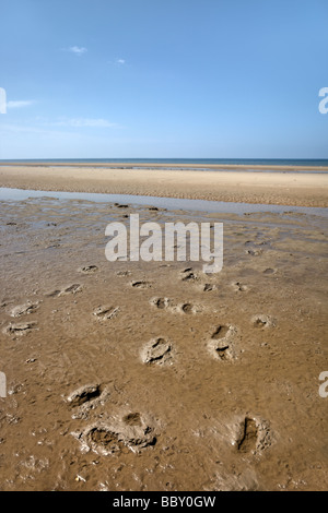 Ancient footprints in silt layers at Formby Stock Photo