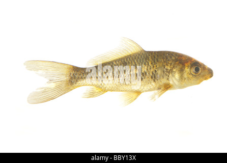 Koi goldfish cutout portrait in astudio Stock Photo