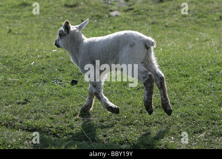 Young Lamb running in a field portrait farm in berkshire Stock Photo