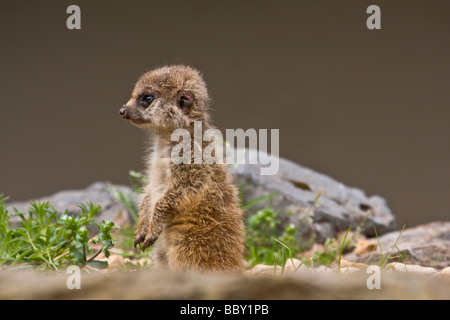 Young Meerkat Stock Photo