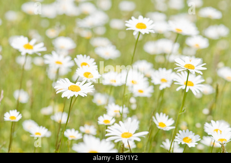 chamomile field Stock Photo