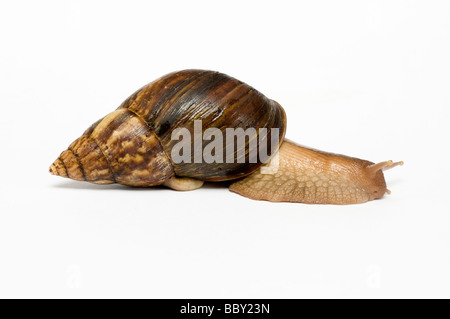 GIANT AFRICAN LANDSNAIL Achatina maculata Stock Photo