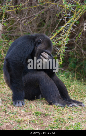 CHIMPANZEE orphan (Pan troglodytes) Ol Pejeta, Sweetwaters Chimpanzee Sanctuary, Kenya. Stock Photo