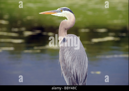 A giant blue heron bird perched at the edge of a pond in a bird sanctuary, quietly stalking,  hunting its next meal. Stock Photo
