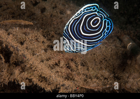 Juvenile Emperor angelfish (Pomacanthus imperator) Stock Photo