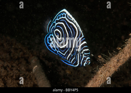 Juvenile Emperor angelfish (Pomacanthus imperator) Stock Photo