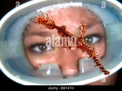 Harlequin ghost pipefish (Solenostomus paradoxus), swimming in front of a diver with diving goggles, Indonesia Stock Photo