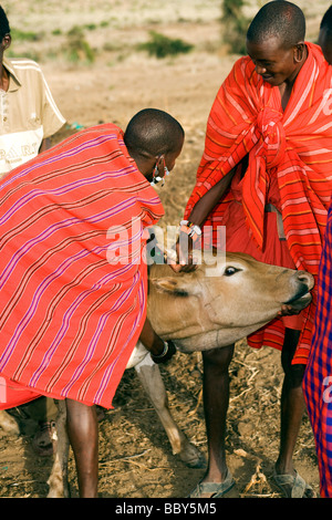 Maasai Warriors taking blood from cow - Maji Moto Maasai Village - near Narok, Kenya Stock Photo