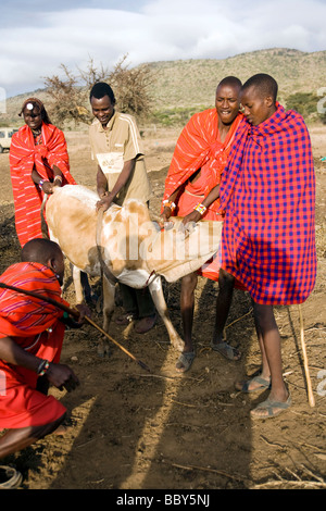 Maasai Warriors taking blood from cow - Maji Moto Maasai Village - near Narok, Kenya Stock Photo