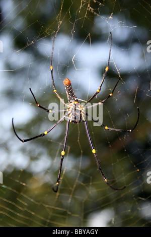 Giant Wood Spider Nephila maculata Taken At Garampani Rest Area, Assam State, India Stock Photo