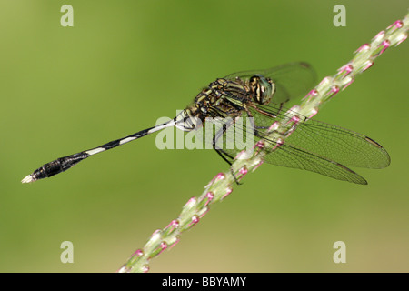 Green Marsh Hawk (a.k.a. Slender Skimmer) Orthetrum sabina Resting On Stem At Garampani Rest Area, Assam State, India Stock Photo