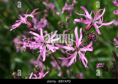 Ragged Robin Lychnis flos-cuculi Taken At At Martin Mere WWT, Lancashire UK Stock Photo