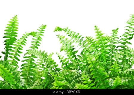 fern isolated on the white background Stock Photo