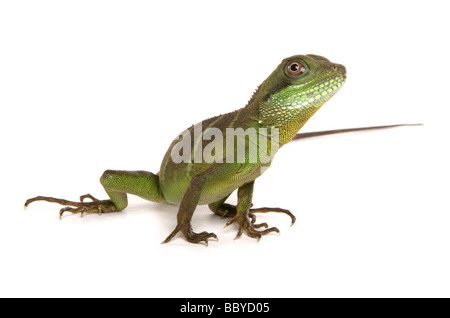 Green Chinese Water dragon Physignathus cocincinus Portrait in a studio Stock Photo