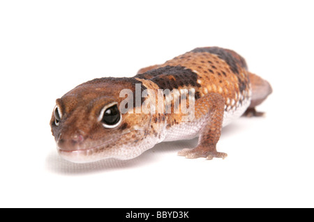 African Fat tailed Gecko Hemitheconyx caudicinctus Portrait in a studio Stock Photo