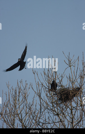 Rooks at the nest. Stock Photo