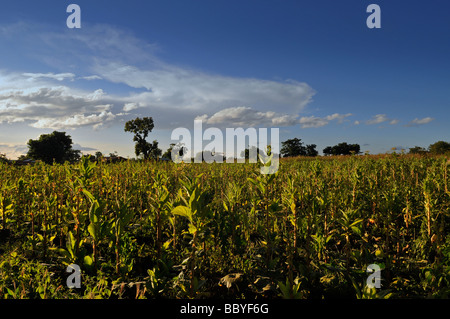Tobacco plantation in Malawi Africa Stock Photo