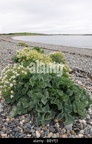 Sea Kale, Crambe maritima, growing through the shingle beach at Cemlyn Bay, Anglesey, North Wales Stock Photo