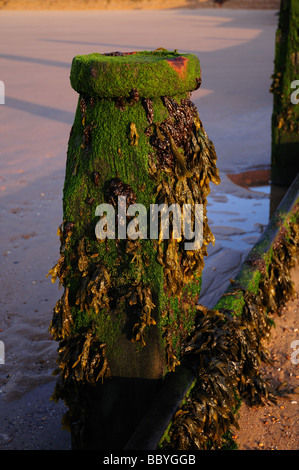 Groynes on beach at Frinton on Sea Essex Stock Photo