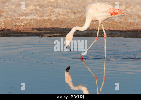 Portrait of a Chilean Flamingo in a Salt Lake of the Atacama Desert, Chile Stock Photo