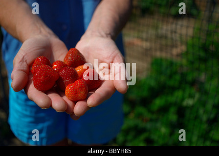 Woman's hands holding ripe strawberries Stock Photo