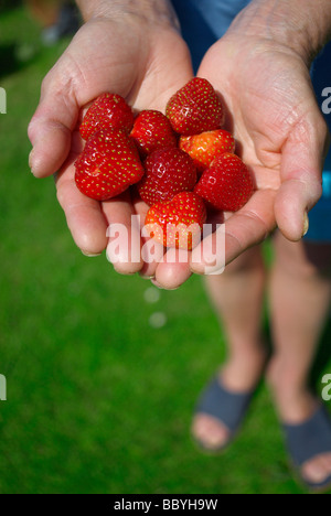 Woman's hands holding a handful of fresh ripe blackberries against a ...