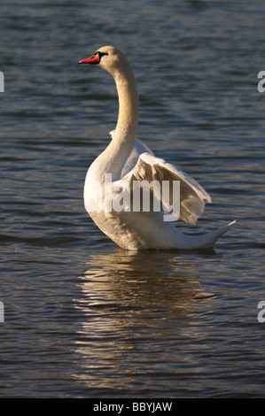 Mute Swan Cygnus olor stretching wings on River Stour Mistley Essex Stock Photo