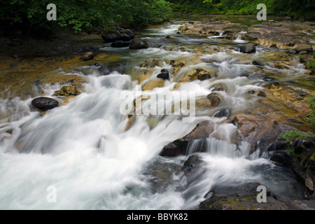 Middle Fork Santiam River Oregon Cascades temperate rain forest side