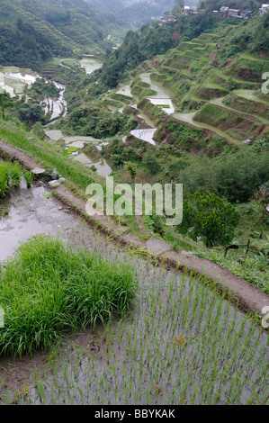 Banaue Rice Terraces, Banaue, Ifugao, North Luzon, Philippines Stock Photo