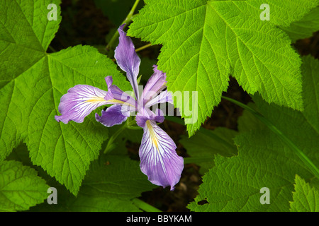Wild Oregon iris Stock Photo