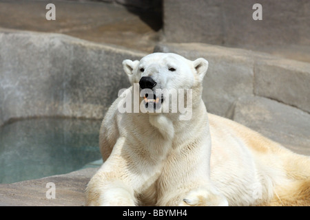 Polar bear in outdoor exhibit at Brookfield Zoo in Chicago Stock Photo
