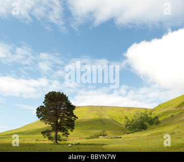Pinus sylvestris. Single scots pine tree in the rolling hills of the scottish border countryside. Scotland Stock Photo