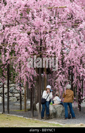 Three people having a picnic under a weeping cherry tree in full bloom with support poles for the heavy branches Stock Photo