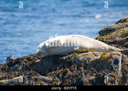 Juvenile grey seal basking on rocks, Farne Islands, Northumberland Stock Photo