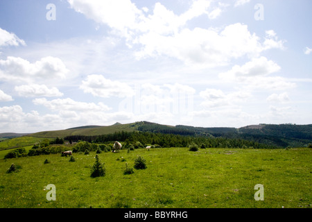 sheep, with a view looking across towards the 'cat and fiddle' in the background Stock Photo