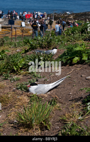 Arctic Tern (Sterna paradisaea)  incubating eggs on nest with people landing on Farne Isle Northumberland in the background Stock Photo