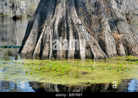 Merchants Millpond State Park,  Beautiful Bald Cypress and Tupelo Swamp Stock Photo