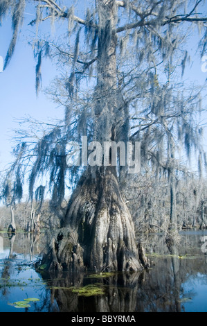 Merchants Millpond State Park,  Beautiful Bald Cypress and Tupelo Swamp Stock Photo