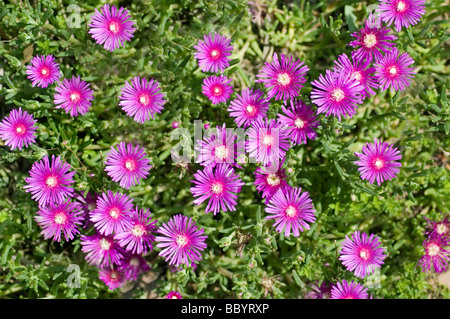 Trailing Iceplant with vibrant pink flowers Stock Photo