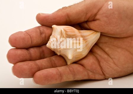 A small conch sea shell being held in the palm of a hand Stock Photo
