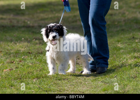 owner with cockerpoo pup on lead Stock Photo
