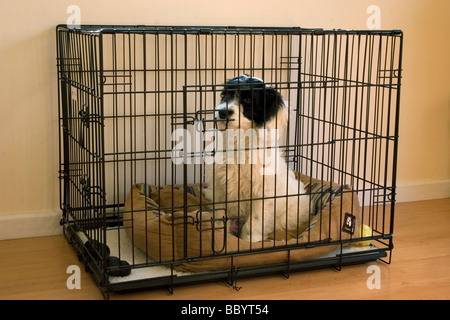cockapoo puppy sitting in cage indoors Stock Photo
