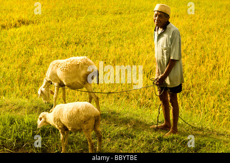 An old man grazing goat in a rice field in evening, Central Java, Yogjagarta, Indonesia. Stock Photo