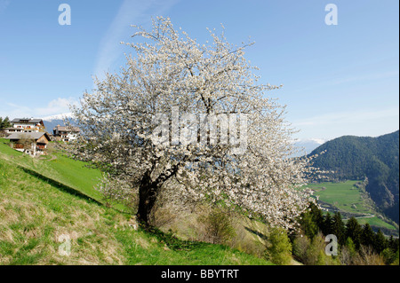 Blooming Wild Cherry (Prunus avium) near the hotel Knollhof, Gufidaun, Eisack Valley, South Tyrol, Italy, Europe Stock Photo