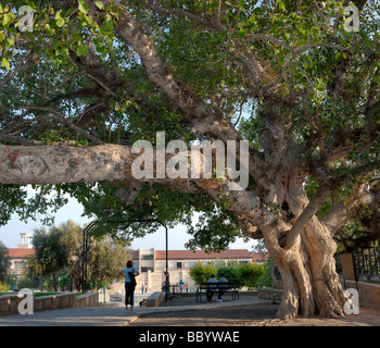 Ancient Sycamore fig tree, Sykomore (Ficus sycomorus), in the monastery of Agia Napa or Ayia Napa, Southern Cyprus, East Coast, Stock Photo